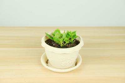 把長(zhǎng)壽花種到底,你也是養(yǎng)花高手